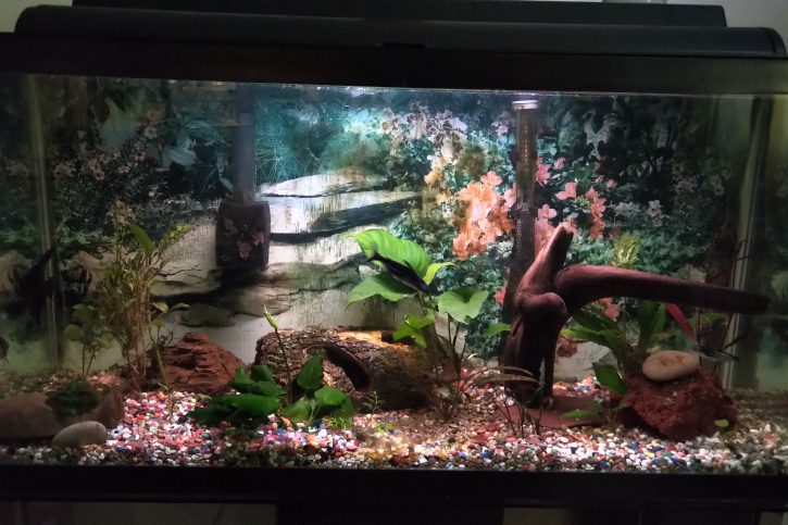 Aquarium Rectangle 33 Gallons