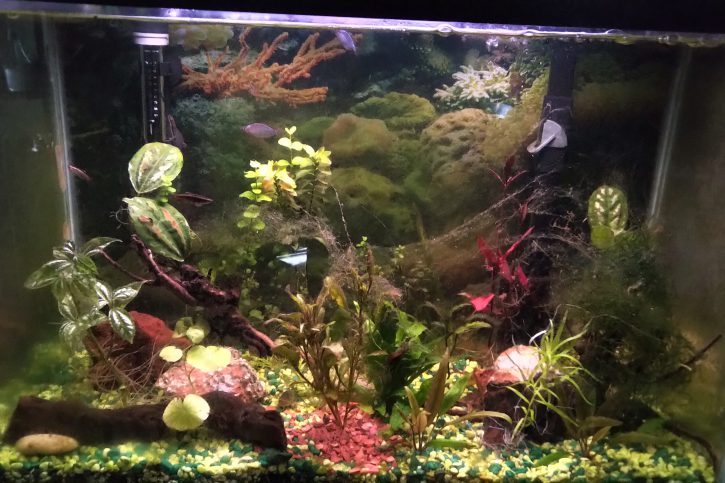 Aquarium rectangle 22 Gallons