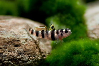 Mugilogobius tigrinus Gobiidae