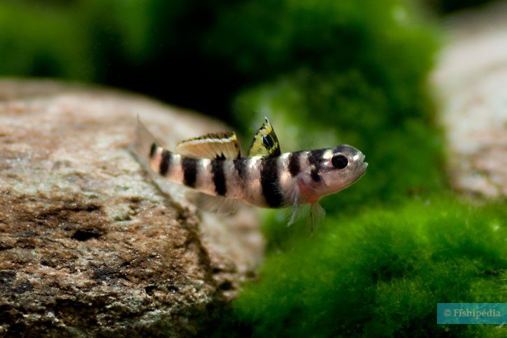 Mugilogobius tigrinus