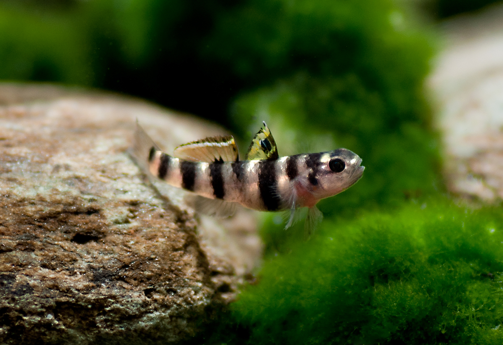 Mugilogobius tigrinus