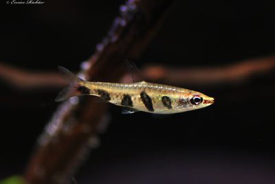 Nannostomus espei Lebiasinidae