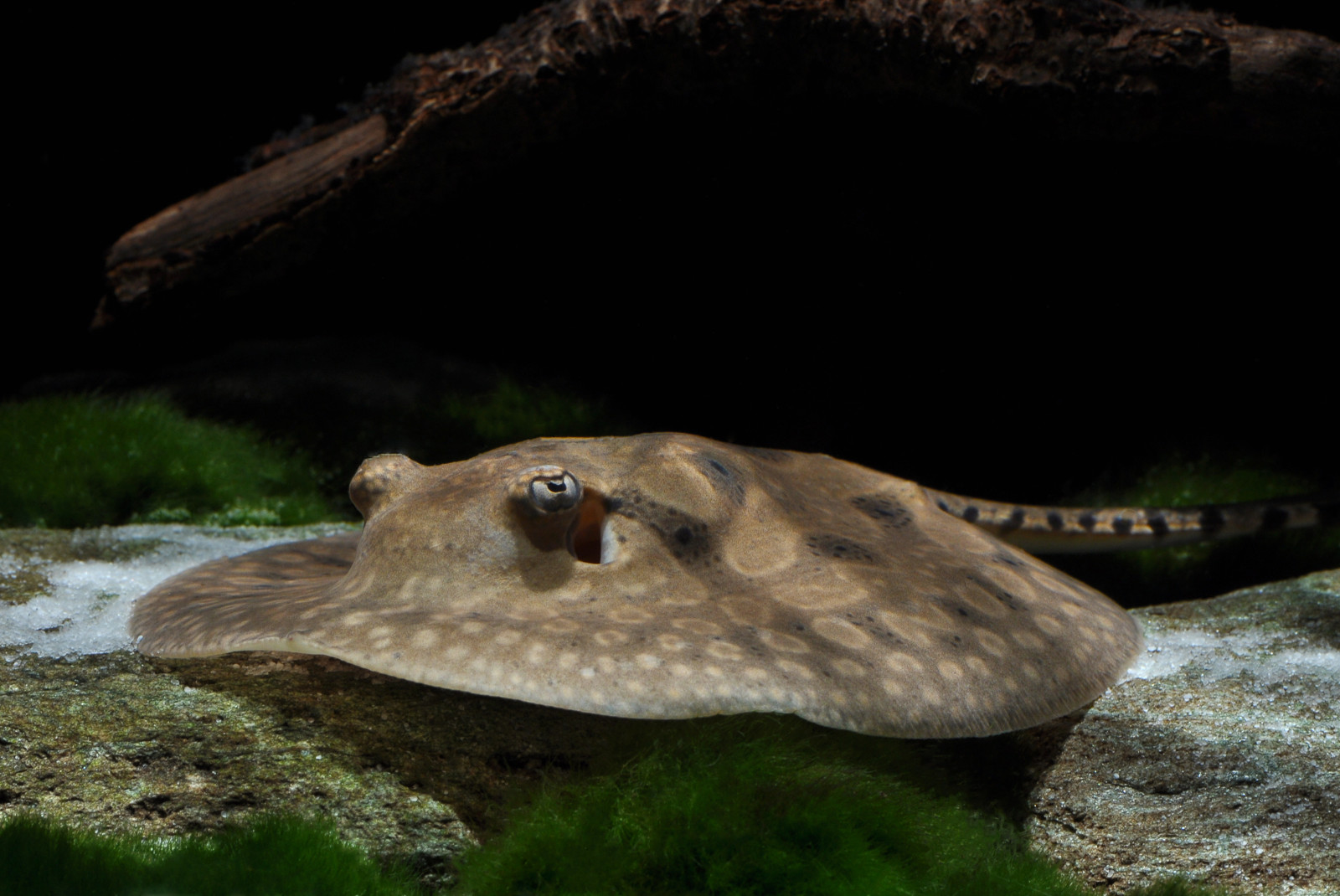 Potamotrygon hystrix