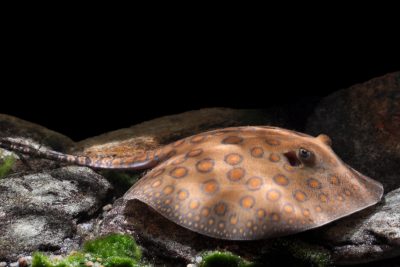 Potamotrygon motoro Potamotrygonidae