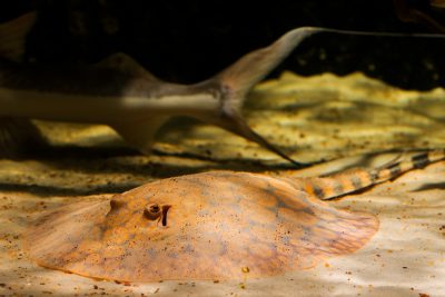 Potamotrygon schroederi Potamotrygonidae