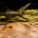 picture of Potamotrygon schroederi
