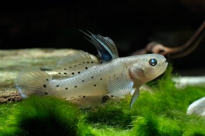 Stigmatogobius sadanundio Gobiidae