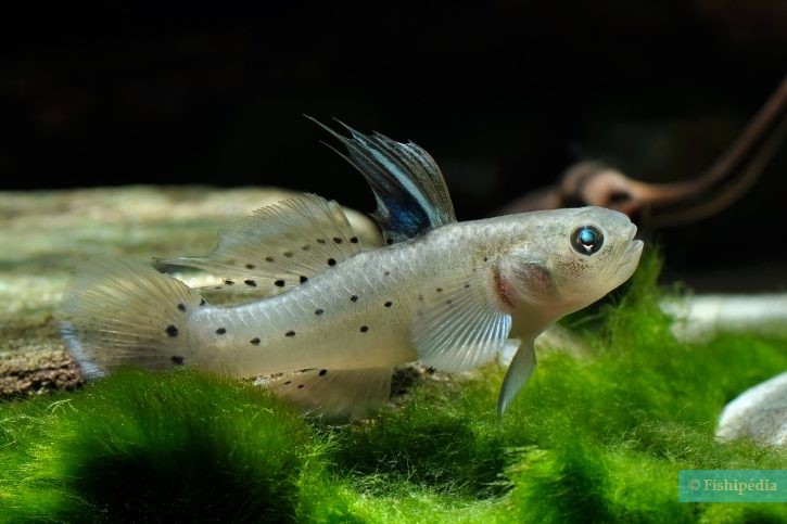 Stigmatogobius sadanundio