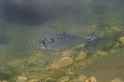 Alosa fallax Clupeidae