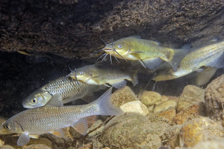 Ameiurus melas - pesce gatto nero