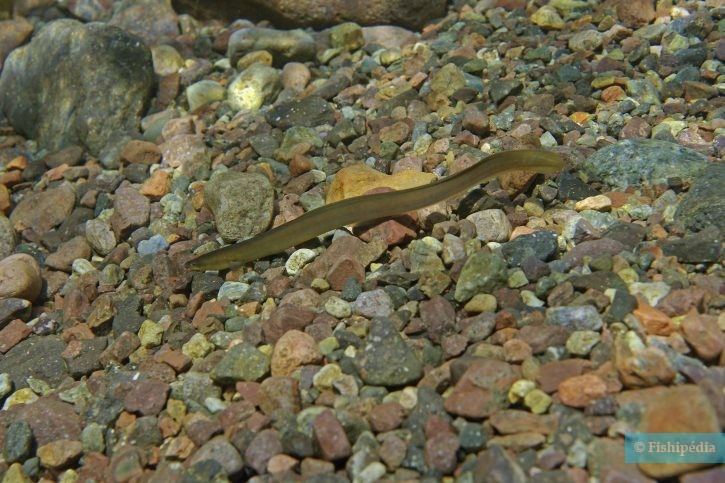 Anguilla anguilla - anguilla