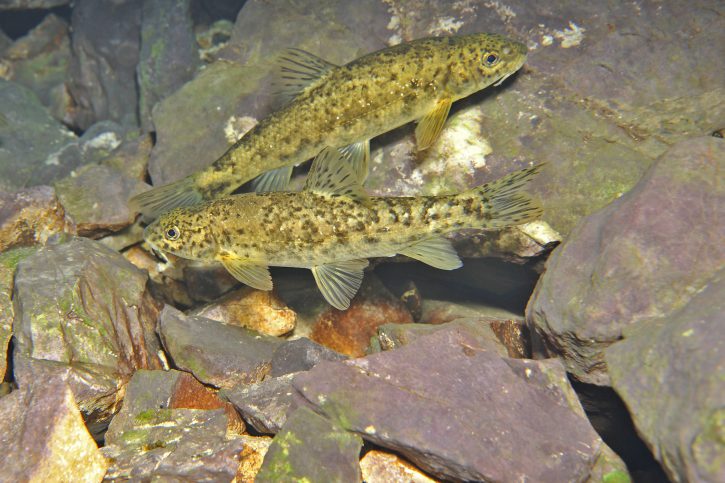 Barbus meridionalis