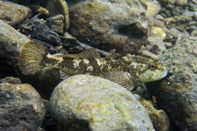 Cottus gobio Cottidae