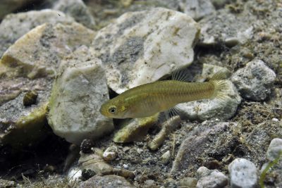 gambusie Poeciliidae