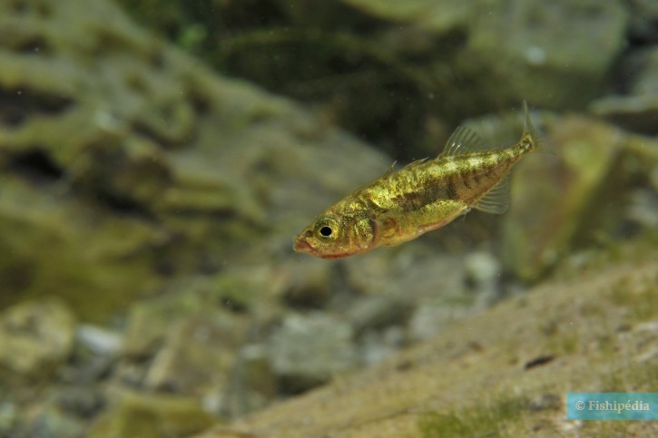 Gasterosteus aculeatus - spinarello