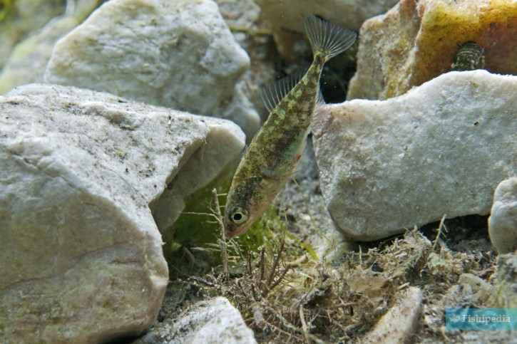 Gasterosteus aculeatus - spinarello