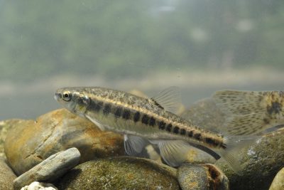 Phoxinus bigerri Leuciscidae
