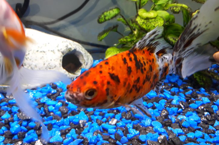 poisson 