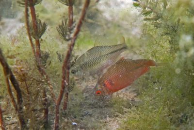 Rhodeus amarus Cyprinidae