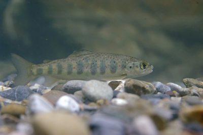 Salmo salar Salmonidae
