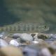 picture of Salmo salar