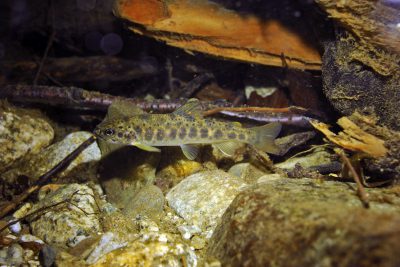 trota atlantica Salmonidae