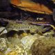 picture of Salmo trutta