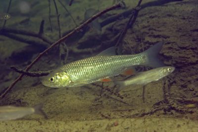 cavedano europeo Leuciscidae