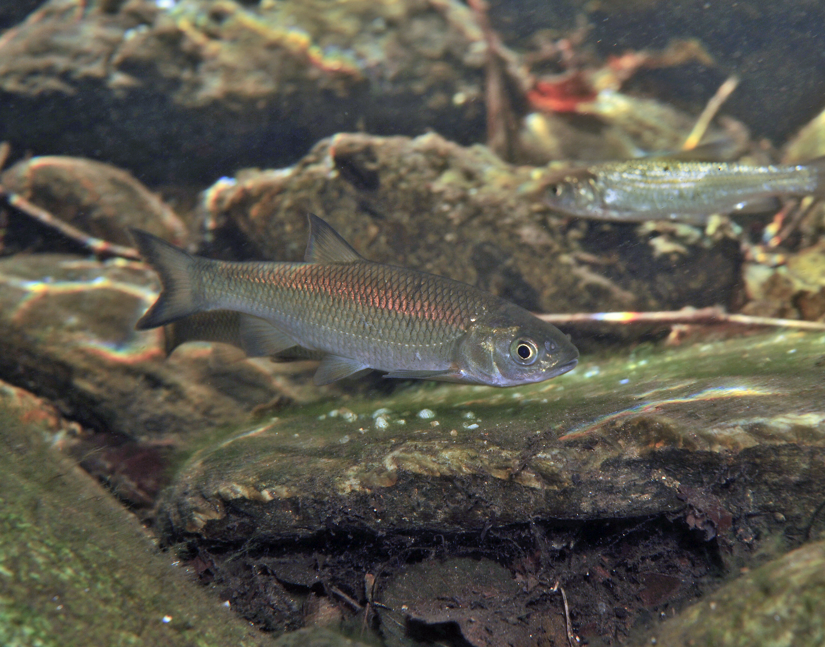 Squalius