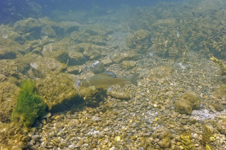 Thymallus thymallus - ombre commun