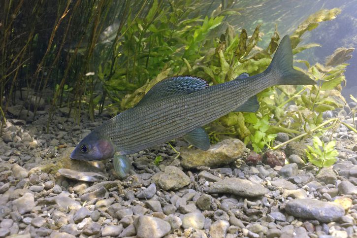 Thymallus thymallus - ombre commun