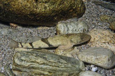 Zingel asper Percidae