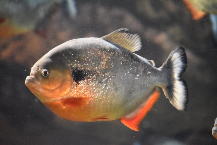 Piranha, un mangeur d’homme, vraiment ?