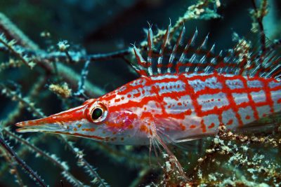 Oxycirrhites typus Cirrhitidae