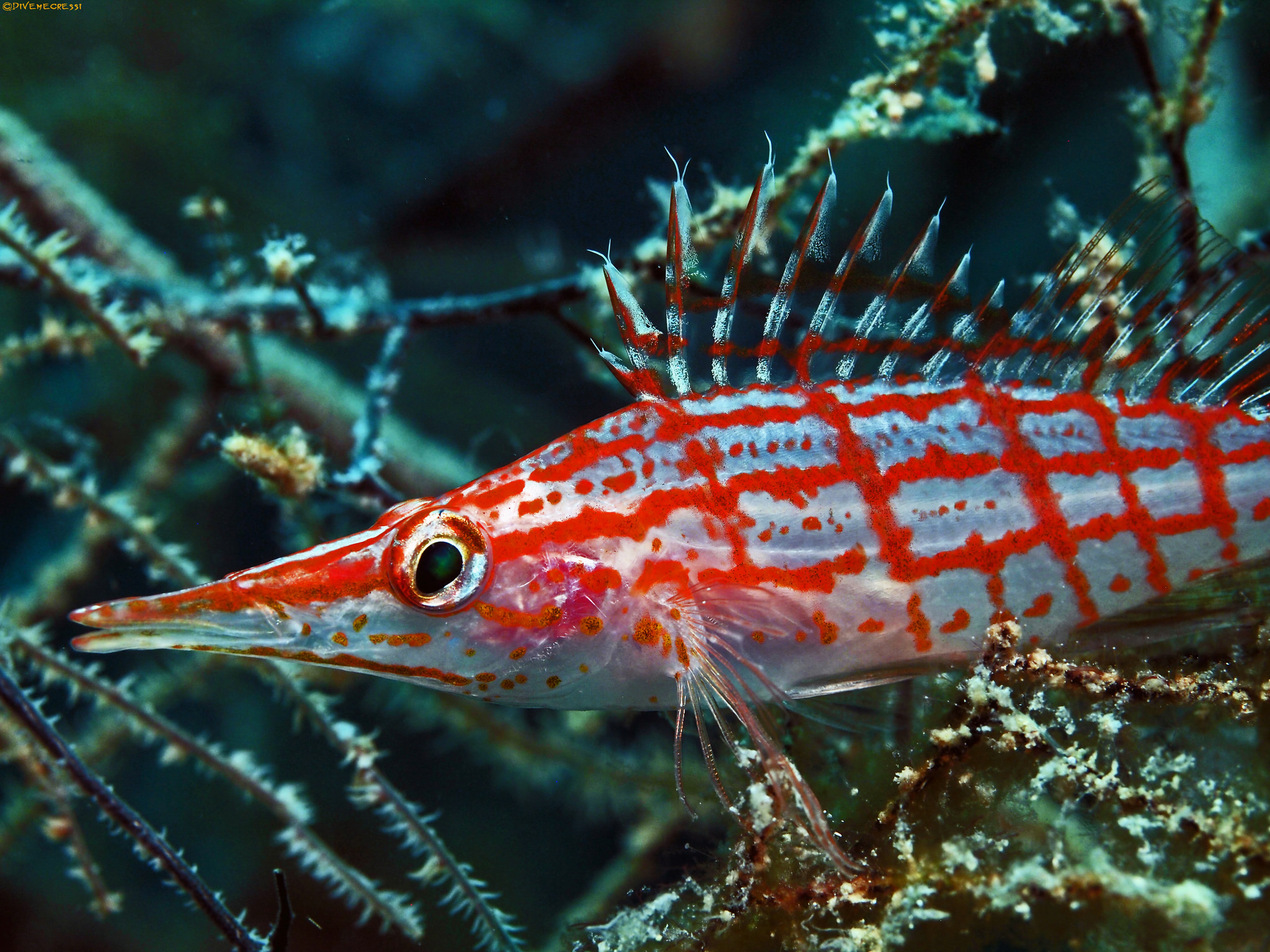 Oxycirrhites typus