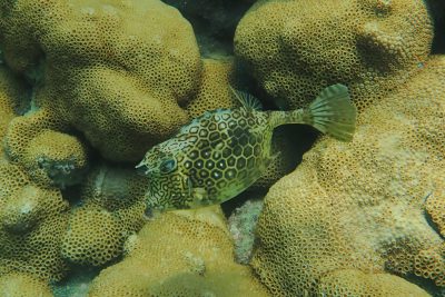 Acanthostracion polygonius Ostraciidae
