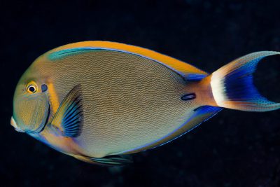 Acanthurus bariene Acanthuridae