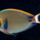 picture of Acanthurus bariene