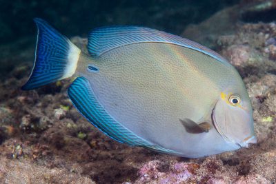 Acanthurus blochii Acanthuridae