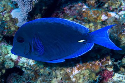 pesce chirurgo blu Acanthuridae
