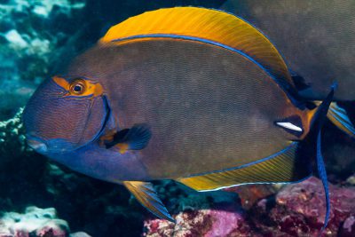 Acanthurus dussumieri Acanthuridae
