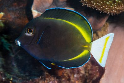 Acanthurus nigricans Acanthuridae