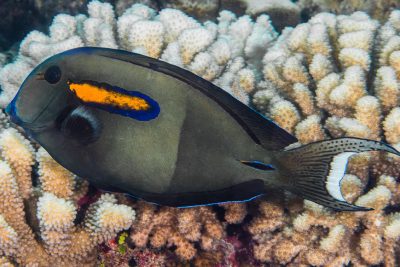 Acanthurus olivaceus Acanthuridae