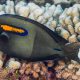 picture of Acanthurus olivaceus