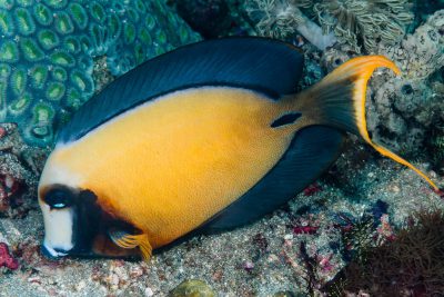 Acanthurus pyroferus Acanthuridae
