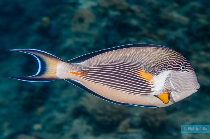 Acanthurus sohal