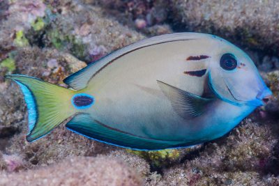 poisson-chirurgien-lieutenant Acanthuridae