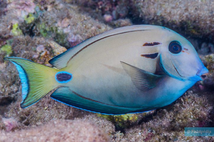 Acanthurus tennentii