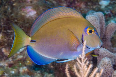 pesce chirurgo di randall Acanthuridae