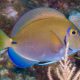 picture of Acanthurus tractus